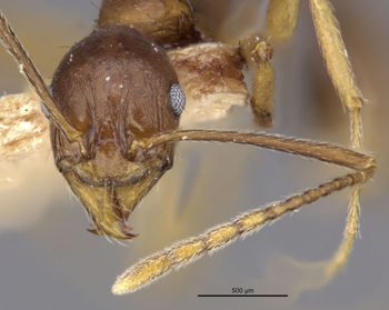 Media type: image;   Entomology 20615 Aspect: head frontal